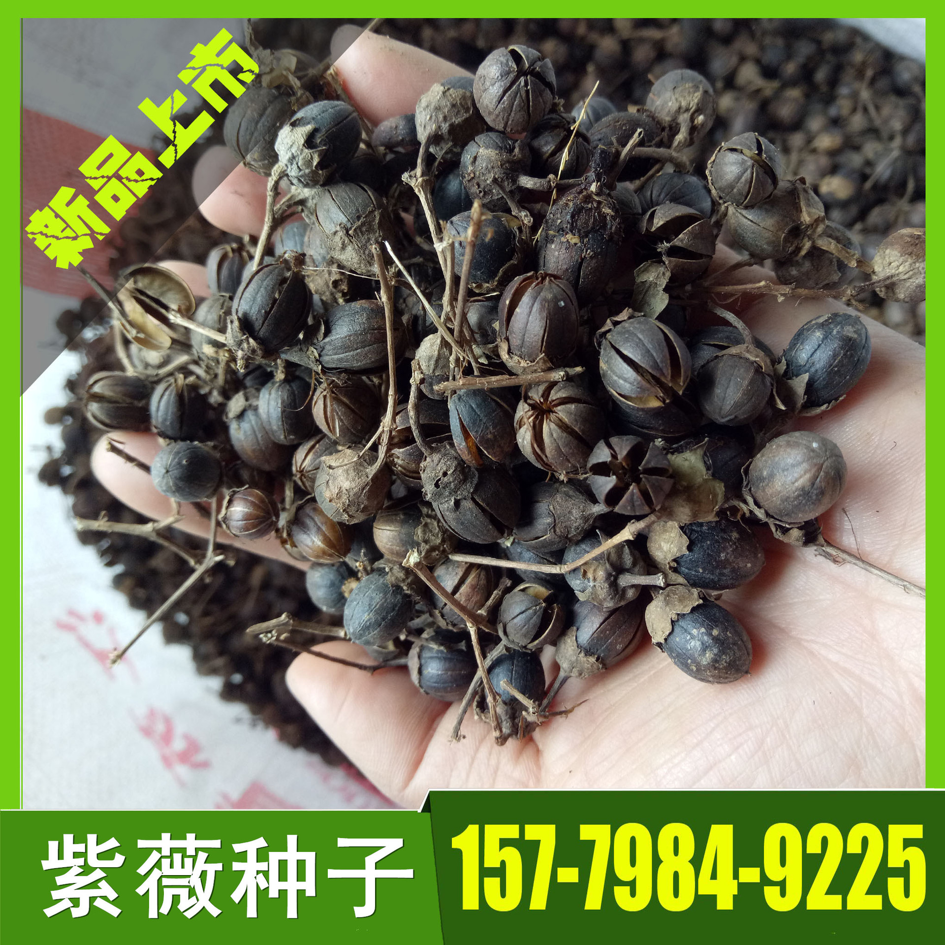 供应紫薇种子 紫薇花种子 各种绿化种子大量批发 林木种子