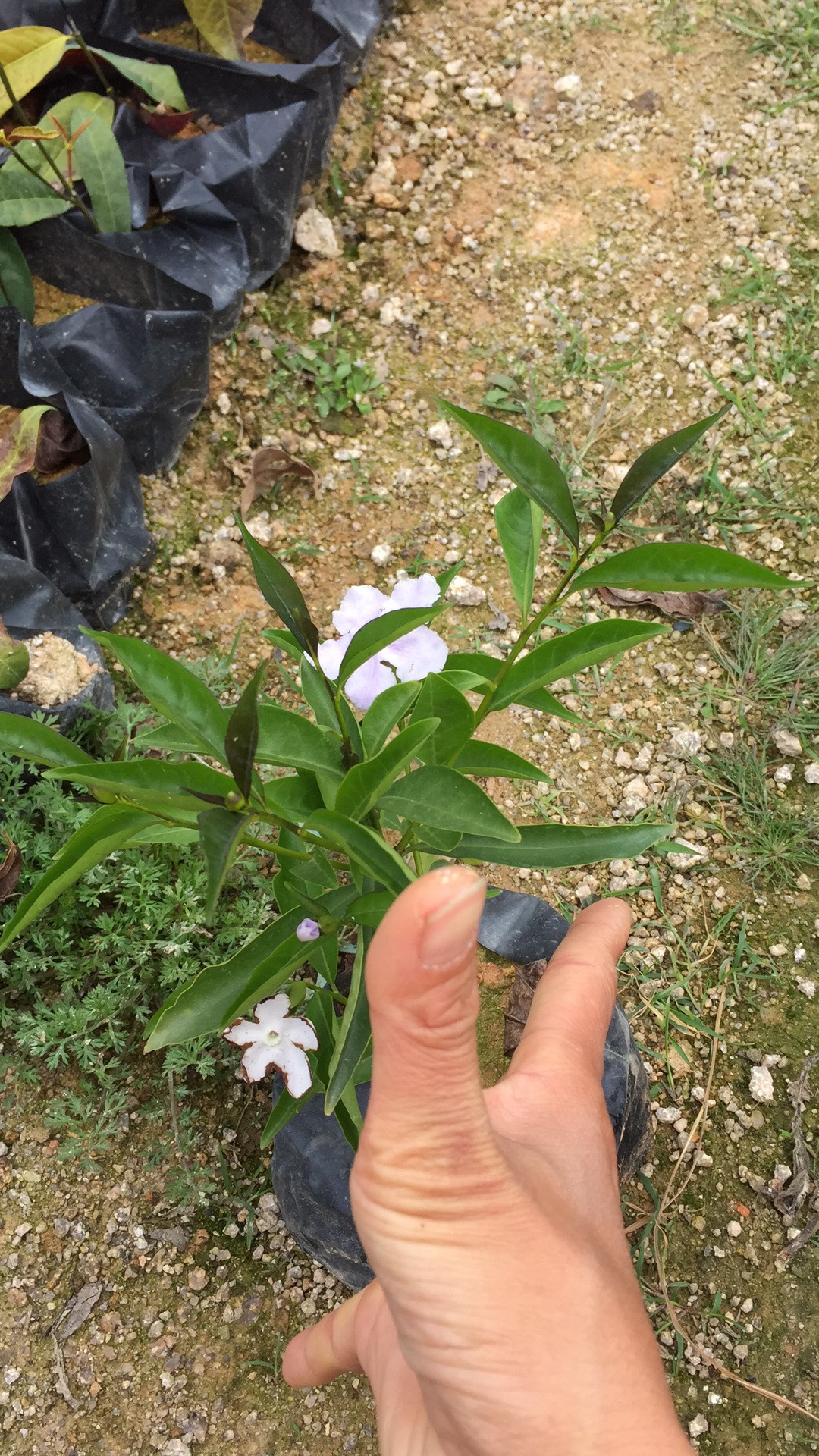 地摊鸳鸯双色茉莉白紫茉莉花室内花卉办公室盆栽绿植植物茉莉花苗