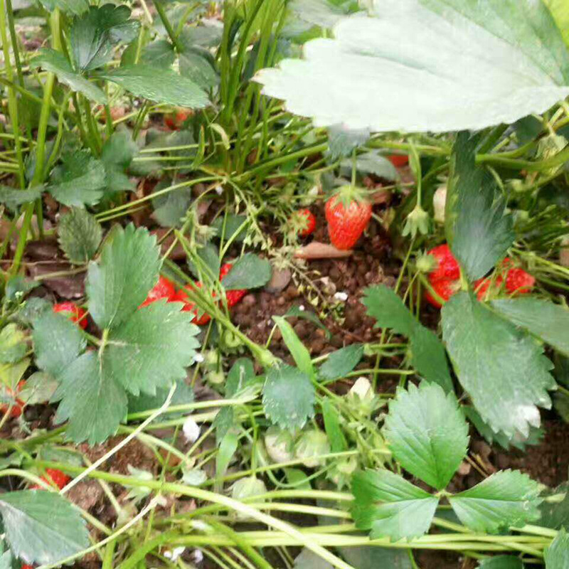 苗圃热卖咖啡草莓苗 基地批发各种草莓苗品种优 价格优惠