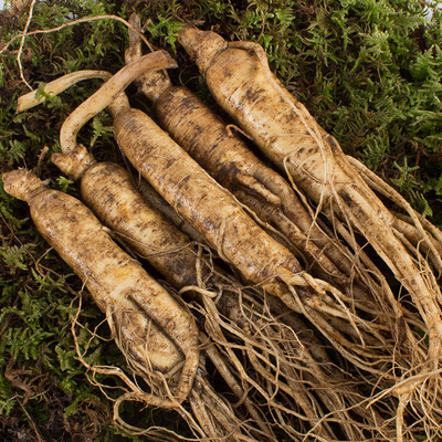 长白山【新鲜人参】集安边条水参园参白参免费代理一件代发