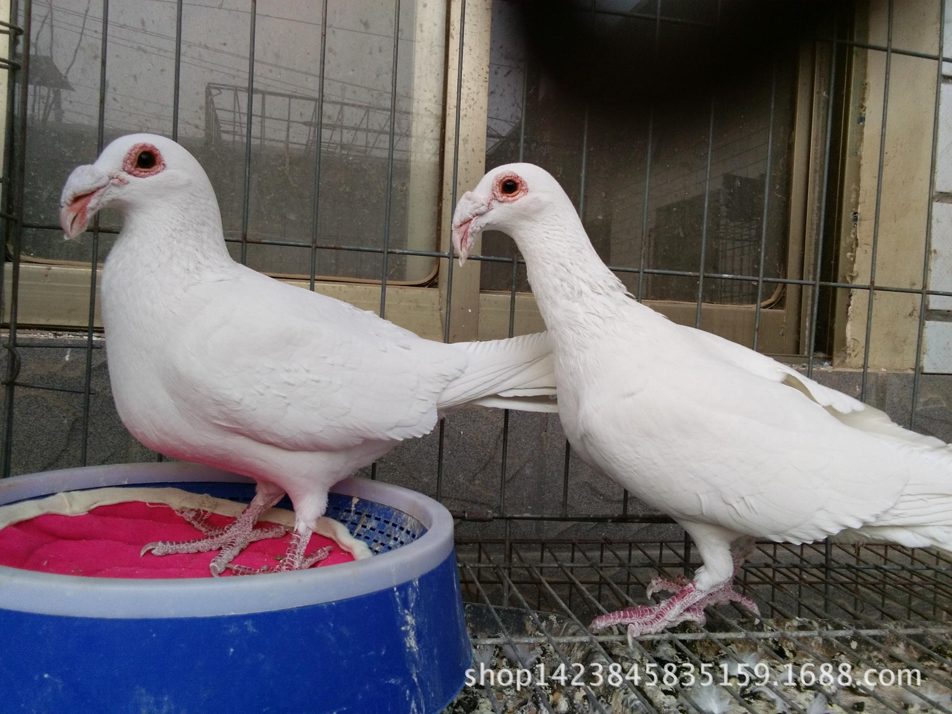 大鼻子鸽图片红大鼻子观赏鸽的市场价格开花大鼻子鸽子养殖场