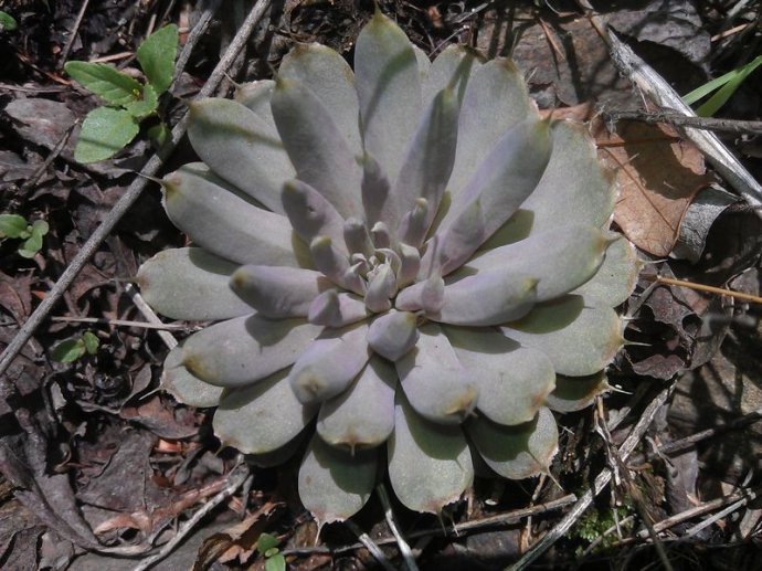 长期供应 瓦松提取物 10:1 瓦花提取物 现货 斯诺特厂家-食品商务网