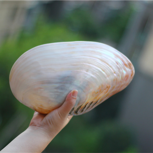 天然超大海螺贝壳珊瑚双面珍珠蚌海蚌 家居创意收藏摆件礼品