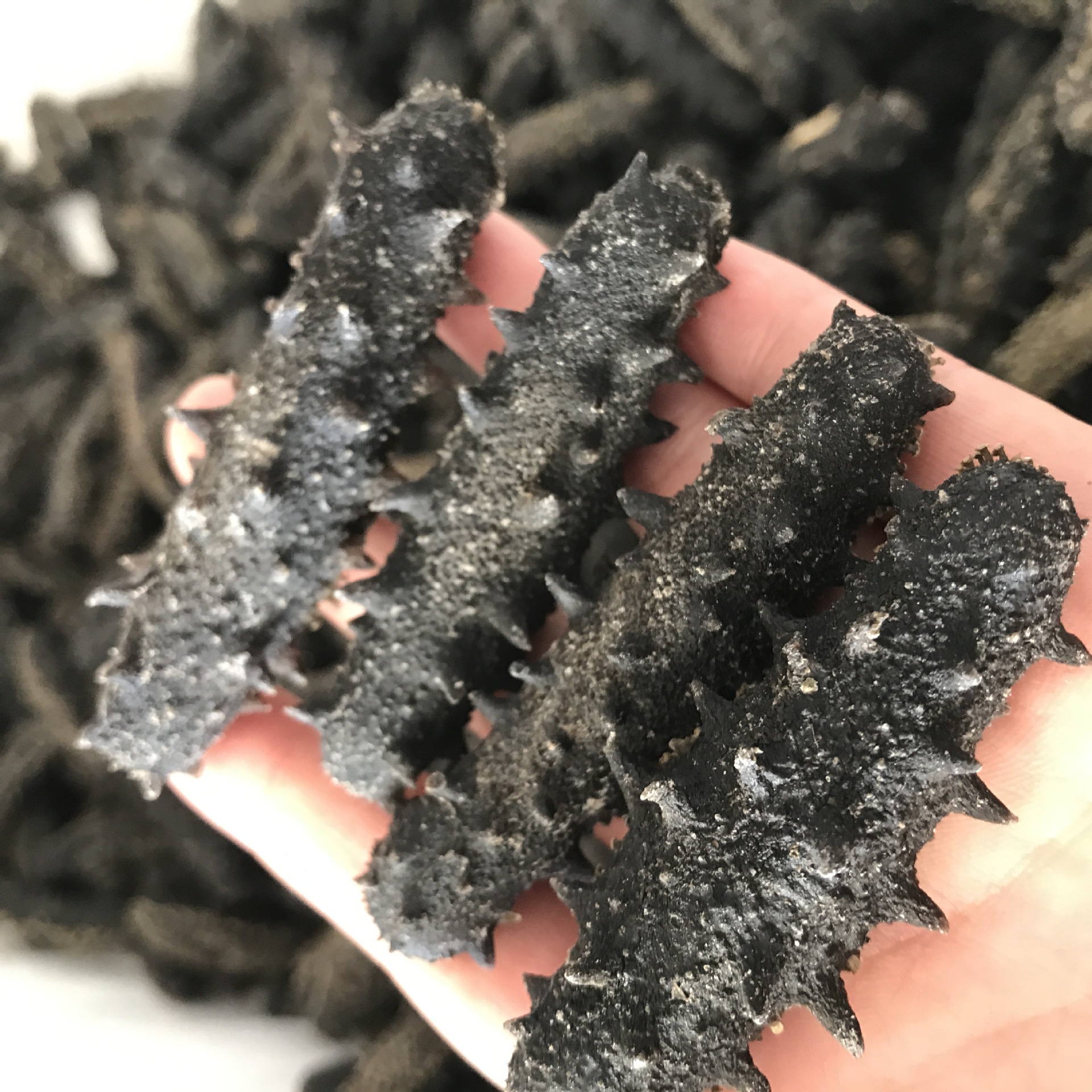 另外肉刺以及海参的管足一般都发泡完整;其次,要看效果的比较核桃了大仁腹部露图片