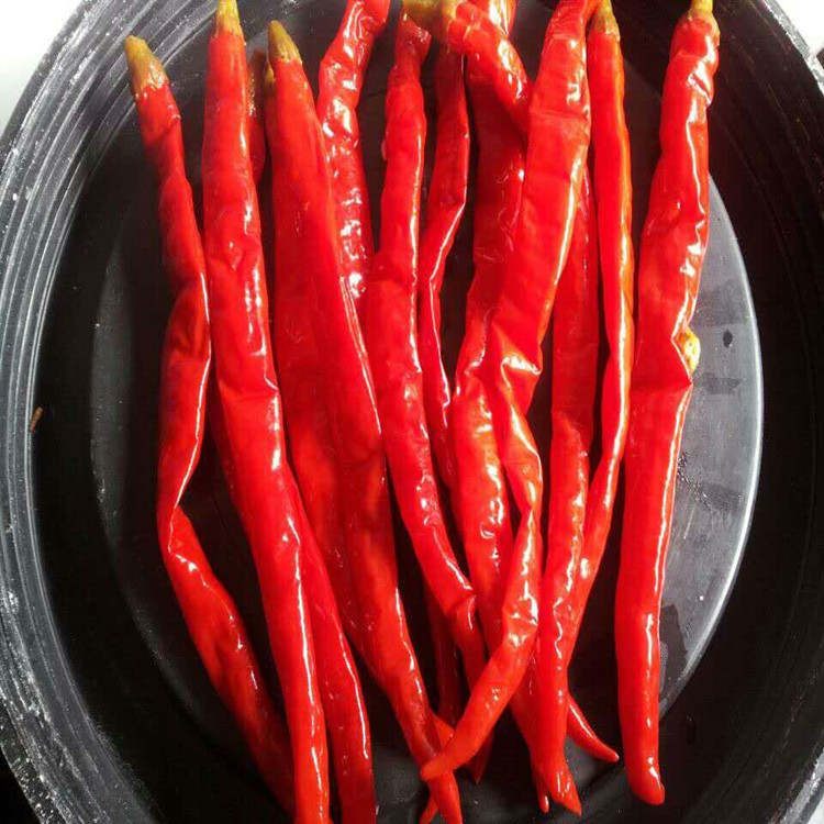 厂家直销二荆条长泡椒 辣味好口感好 做菜好选择本地长二荆条泡