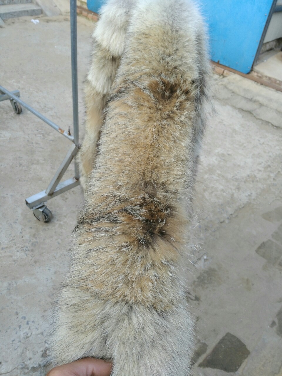 厂家直销仿狼毛毛领大鹅羽绒服狼毛毛领进口郊狼毛领 青狼毛领子