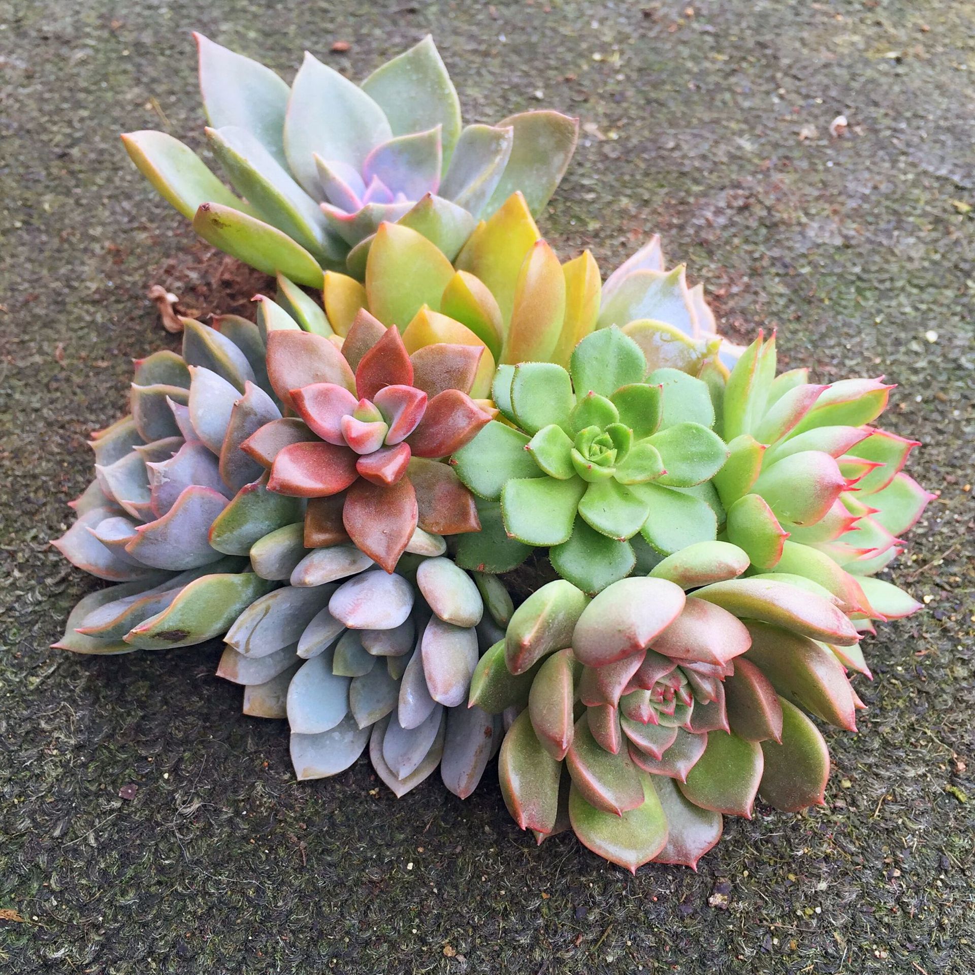 多肉好养新手套餐绿植花卉盆栽 办公室桌多肉植物组合含盆带送土