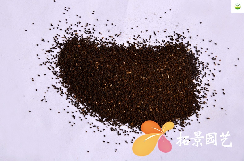 供应花卉种子金鱼草种子四季园林花坛盆栽装饰花籽花种金鱼草