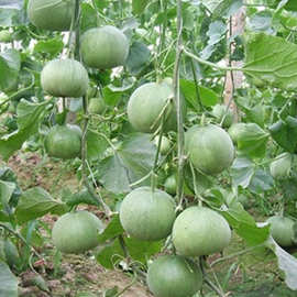 一窝猴圆酥瓜种子老品种菜瓜圆脆瓜种籽露天大棚水果种子高产种子