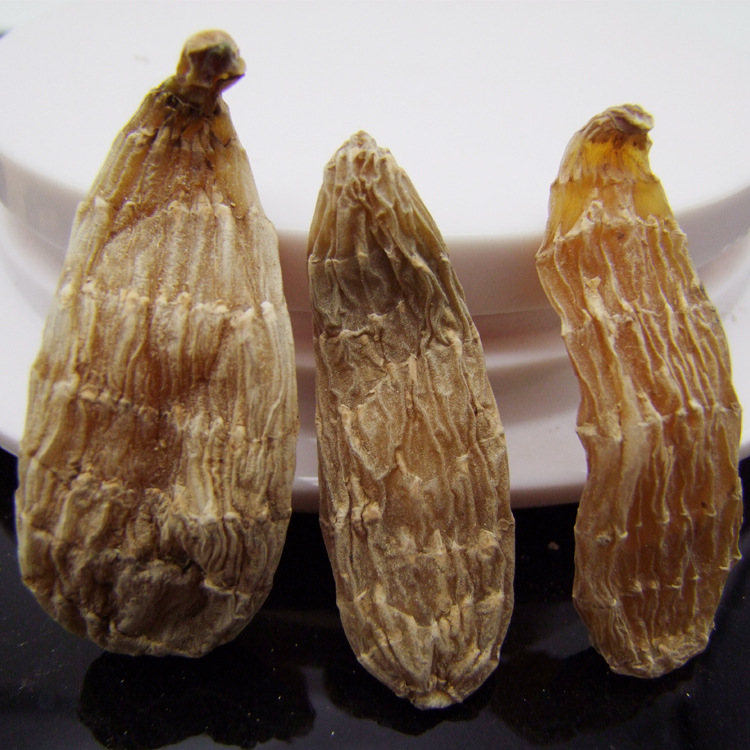 批发长白山野生天麻,秋麻.没出土的梦生麻.别名:赤箭,兰科植