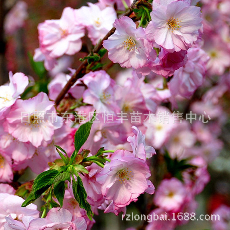 供应红绯衣樱  红绯衣  正宗红绯衣樱花  新品种樱花 品质保证
