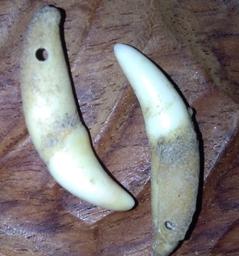 本色已打孔真狗牙 原色带血丝狗牙 可做diy吊坠项链手链饰品配件