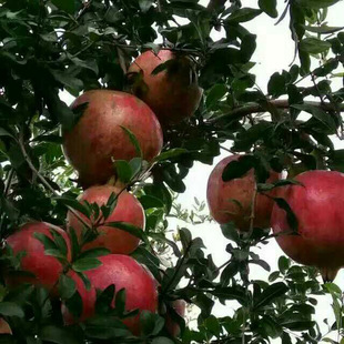 石榴树供应