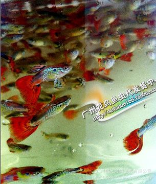 孔雀鱼 蛇纹孔雀鱼 扇尾孔雀鱼 大尾孔雀 热带鱼 观赏鱼 孔雀