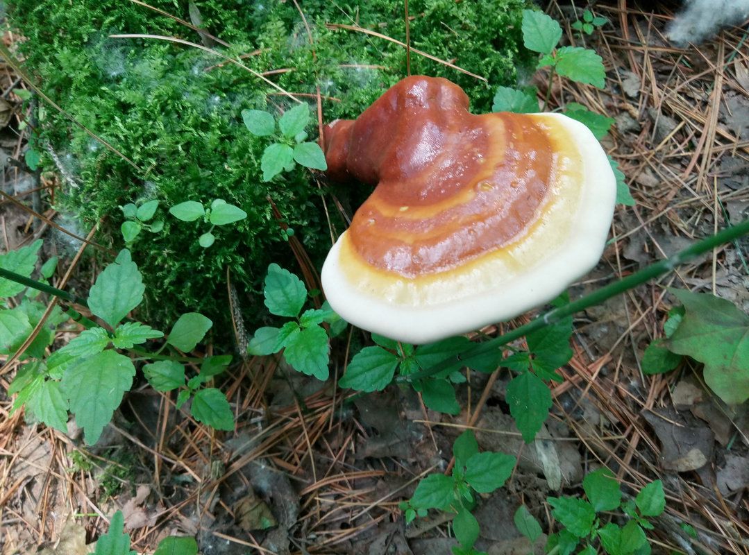 东北特产整枝紫灵芝 长白山椴木赤芝 林下野生紫灵芝免费打粉