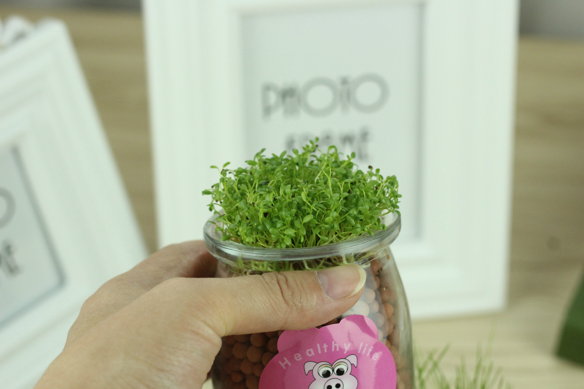 水培盆栽创意办公室diy负离子小盆景 桌面迷你可爱草微景观小植物