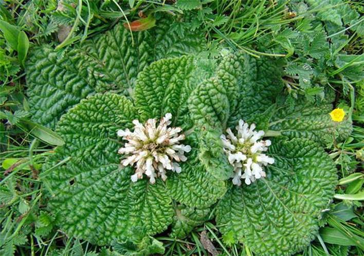 独一味提取物 10:1 独一味原料粉 独一味黄酮 现货 斯诺特厂家
