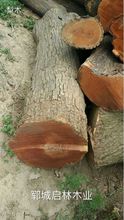 供应用于家具/工艺品/雕刻木板的优质梨木原木/优质梨木原木批发