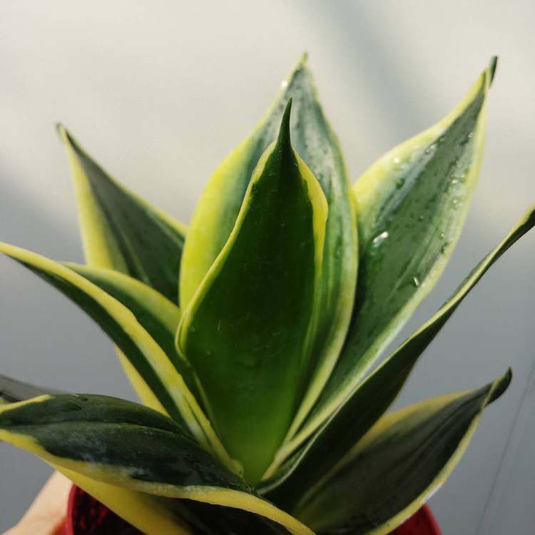 【基地直供】批发荷花兰90# 虎尾兰 虎皮兰多肉防辐射植物