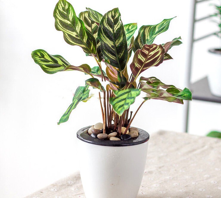 孔雀竹芋 猫眼竹芋 植物 盆栽 桌面四季常青 室内 绿植花观叶植物