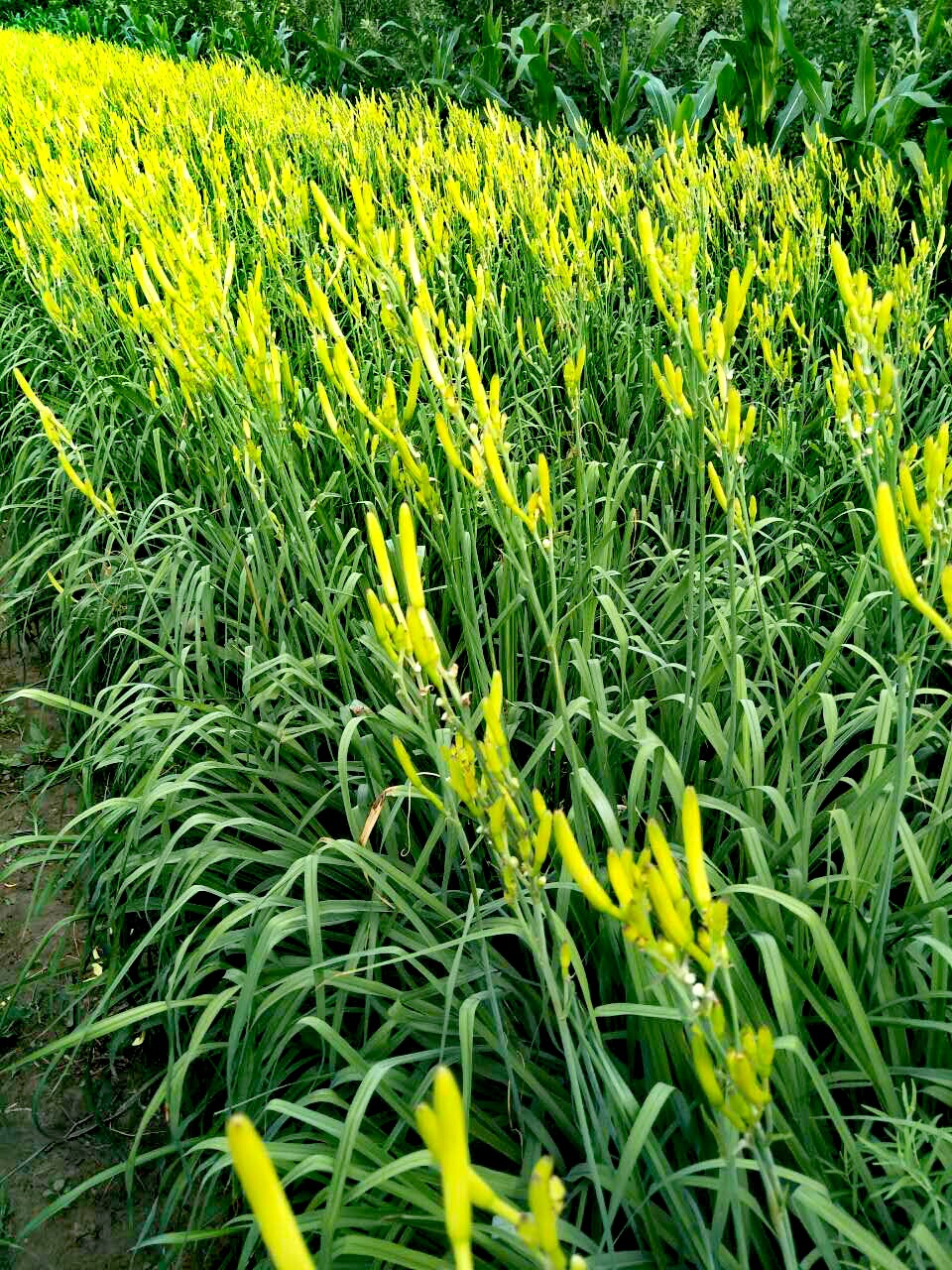 原生态黄花菜(金针菜),大量上市,望找个收干菜的老板前来收购