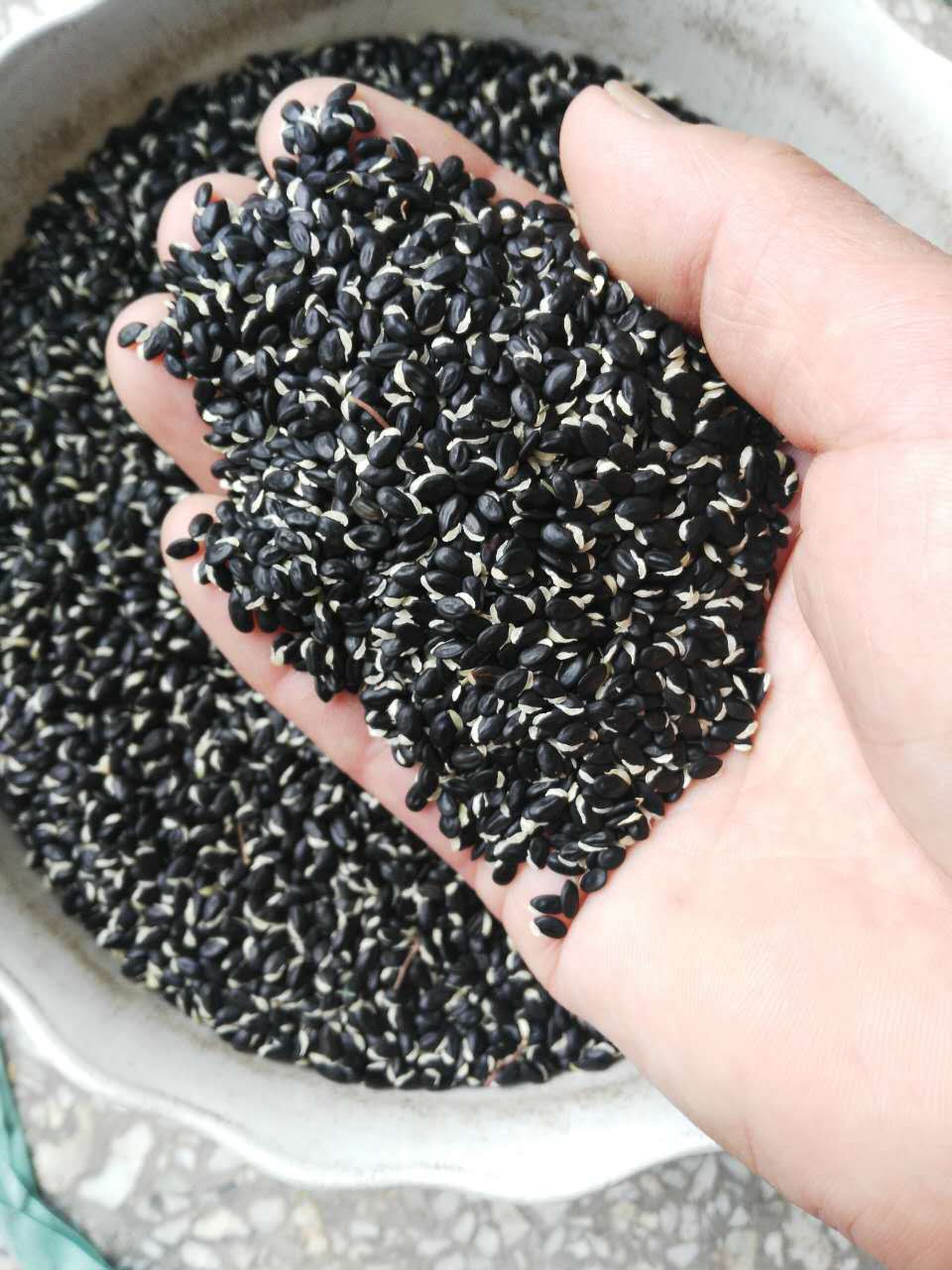 批发观花树种子黑荆 金合欢种子金合欢 占地 边坡绿化多用途树子