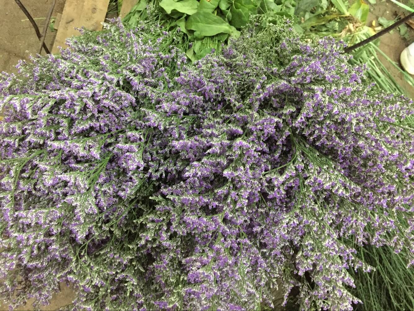 情人草 云南鲜花基地批发 鲜花切花直批