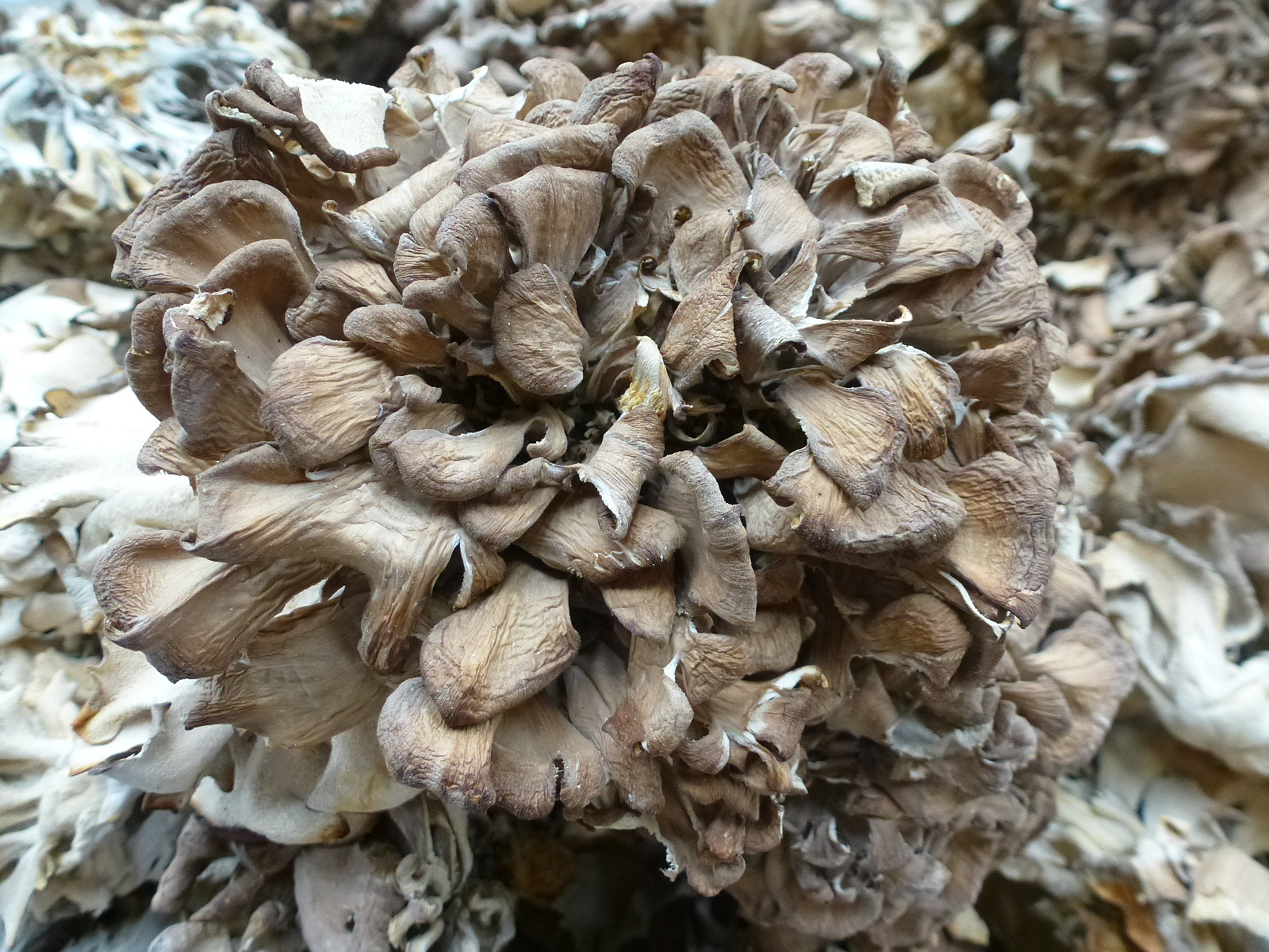 【裕菌隆】 灰树花 舞茸 中小朵型 灰树花干品 无泥沙特级舞茸