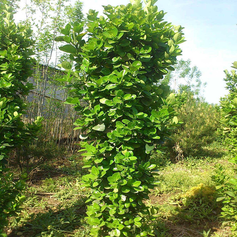 批发 绿化苗木 1.5米高北海道黄杨 篱笆围墙树苗 生长速度快