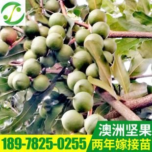 澳洲坚果树苗夏威夷果树苗批发 品种优良 易管理