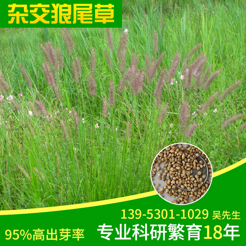 南北方优质高产牧草种子一年生杂交狼尾草 牛羊猪鱼兔