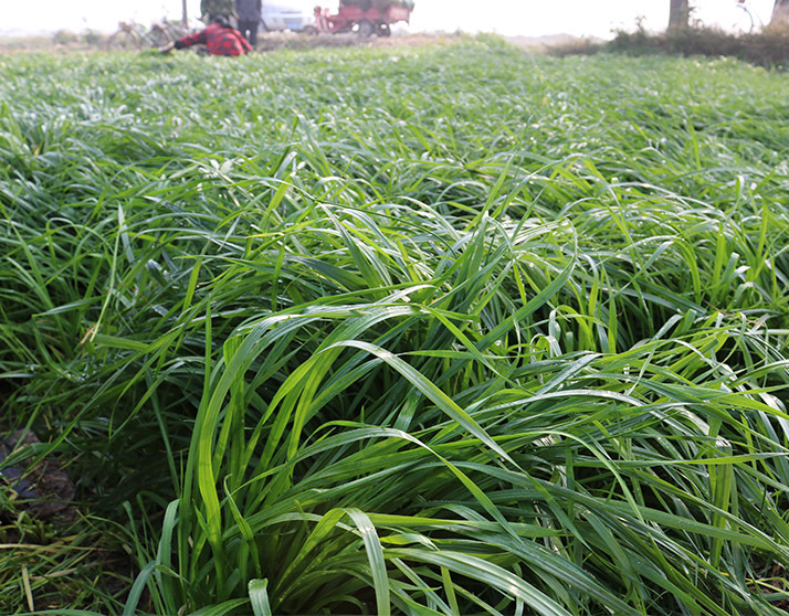 惠蒙2021绿燕麦草段250g/袋 烘烤牧草宠物兔子龙猫豚鼠牧草粮草