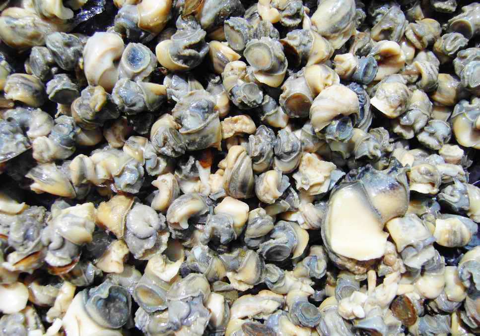 批发小食品原料爆粗田螺肉 田螺肉批发冷冻水产品螺丝肉批发