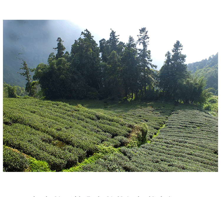 郑三品杉林溪高山红乌龙茶高山茶台湾乌龙原装台湾茶叶150g