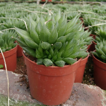 漳州多肉植物批发 约7-9cm  水晶玉露群生 裸根 花卉绿植盆栽园艺