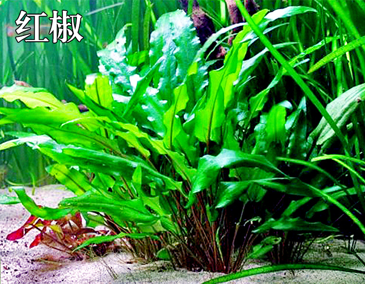 椒草水草活体红椒青椒榕咖啡温蒂椒鱼缸装饰净化水质的草厂家批发