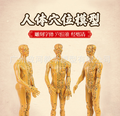 超清人体针灸穴位模型经络通铜人刻字中医教学人体模型50cm男小人
