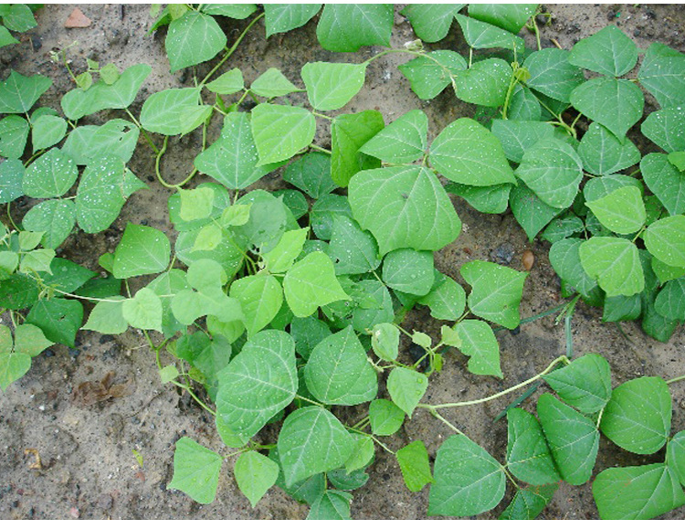 牧马山地瓜/凉薯种子水果地瓜早熟地瓜沙葛凉茹土瓜种籽蔬菜孑莱