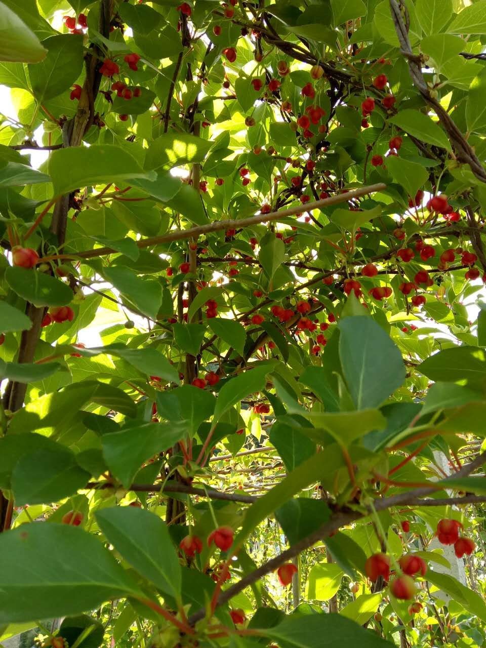 五味子开花了,漂亮吗?