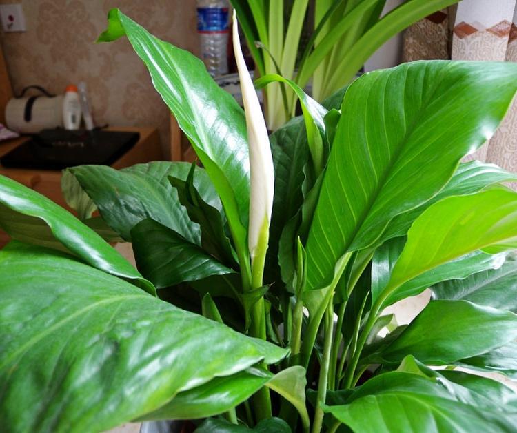 白掌苗盆栽 水培植物 白鹤 芋桌面室内观花 观叶花卉耐阴水养绿植
