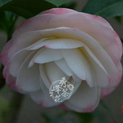 梦30 2-3年小苗 茶花品种苗 国内外名优品种苗批发