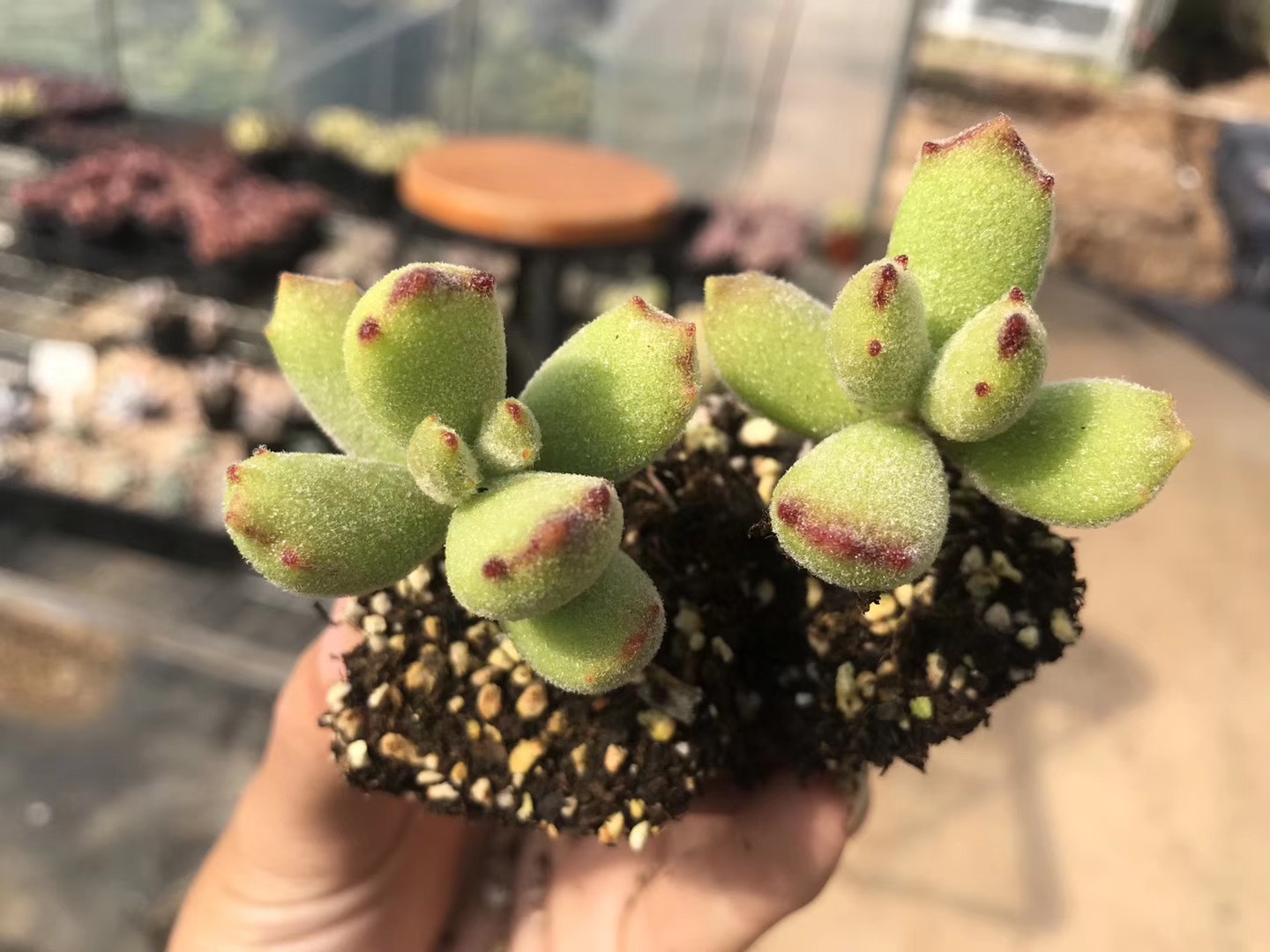 人气多肉植物品种批发 猫爪4-6片叶多肉繁殖基地裸根直销