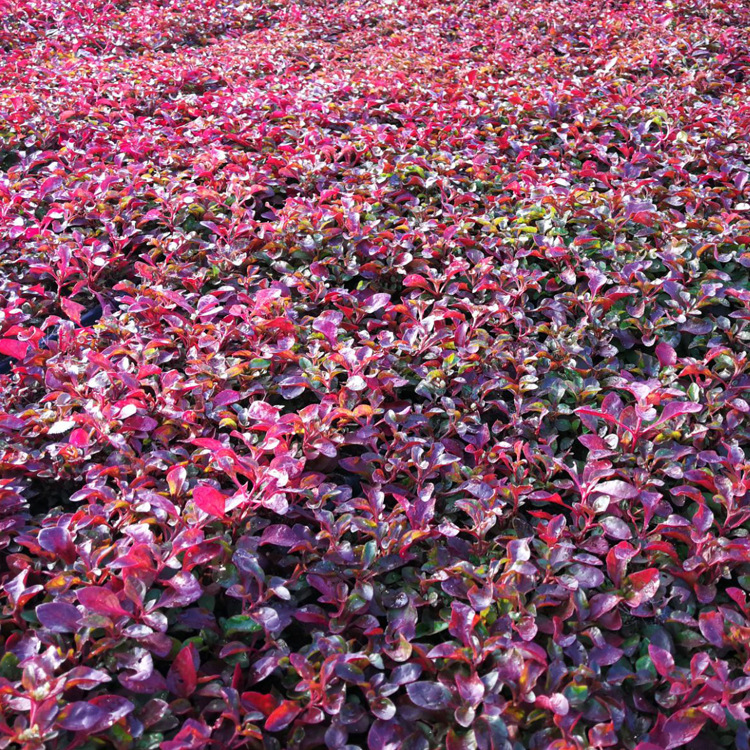 花卉基地批发热销穴盘五色草 立体花坛绿雕草花 红五色草易种植