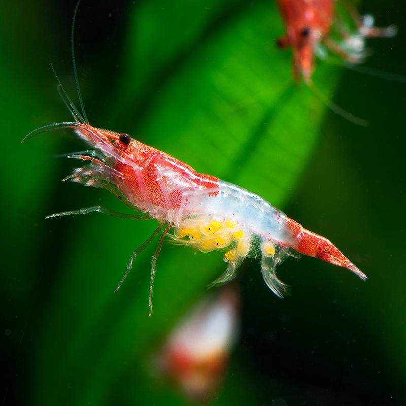 红琉璃虾 琉璃虾 玻璃虾 除藻虾 淡水观赏虾 虾活体-阿里巴巴