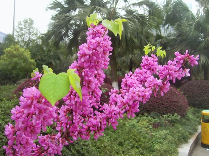 巨紫荆粉红花