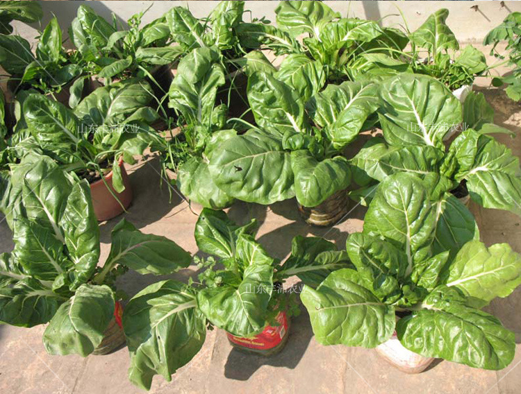 【绿根达菜种子】君达菜 野菜种子均可 春夏秋 10g