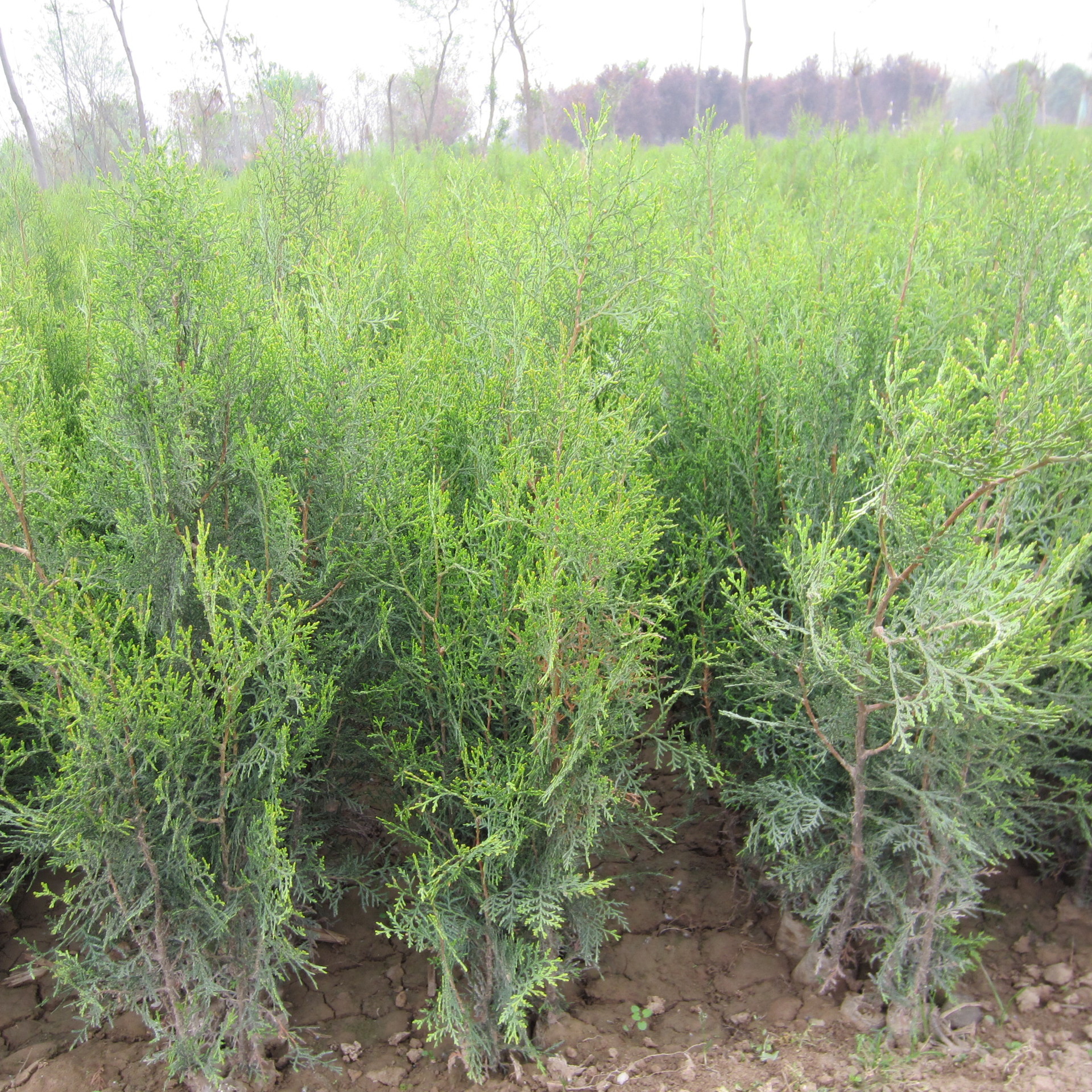 苗圃供应陕西80公分营养袋侧柏树 批发基地种植营养钵侧柏小苗