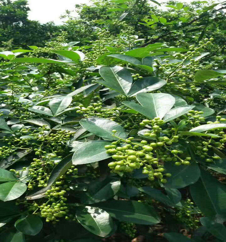 批发云南金阳青花椒干青麻椒 藤椒麻辣烫底料香料包邮