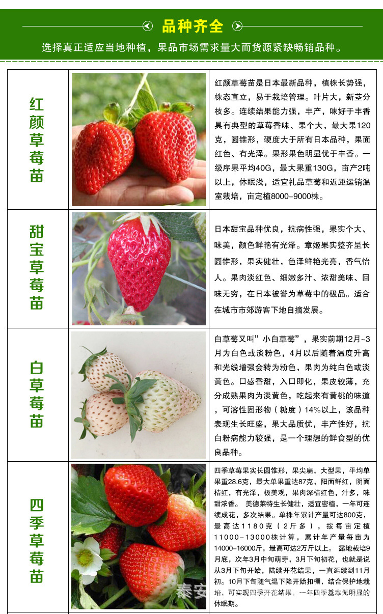 牛奶草莓品种简介图片