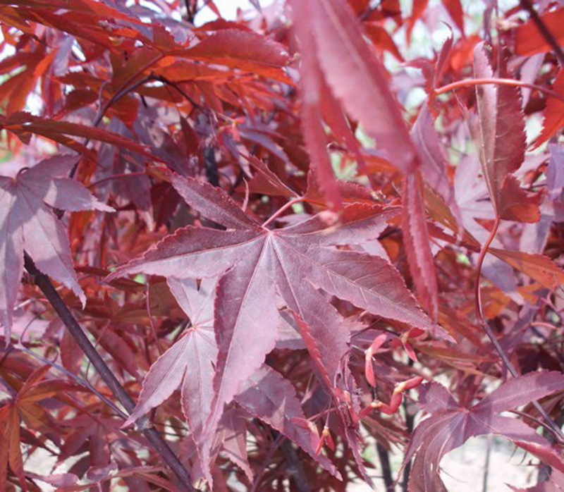 4公分5公分8公分欧洲红枫血红枫与三季红枫对比有什么区别